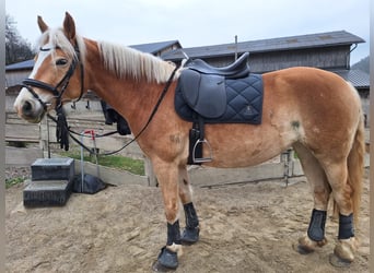 Haflinger, Merrie, 5 Jaar, 153 cm, Vos