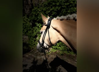 Haflinger, Merrie, 5 Jaar, 154 cm