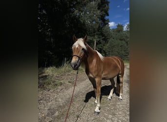 Haflinger, Merrie, 5 Jaar, 154 cm, Vos