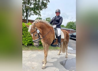Haflinger, Merrie, 5 Jaar, 154 cm, Vos
