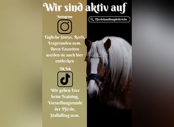 Haflinger, Merrie, 5 Jaar, 155 cm, Vos