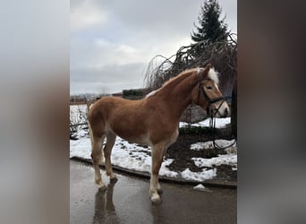 Haflinger, Merrie, 5 Jaar, 156 cm, Vos