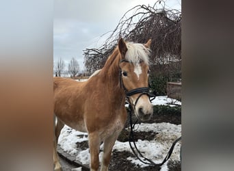 Haflinger, Merrie, 5 Jaar, 156 cm, Vos