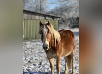 Haflinger, Merrie, 5 Jaar, Vos