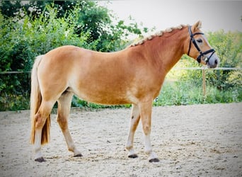Haflinger, Merrie, 6 Jaar, 145 cm, Palomino