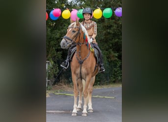Haflinger Mix, Merrie, 6 Jaar, 145 cm