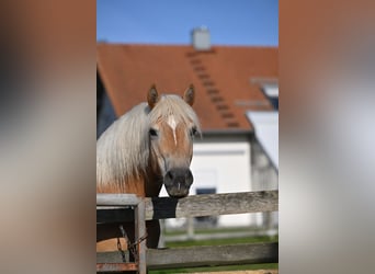 Haflinger, Merrie, 6 Jaar, 147 cm, Vos