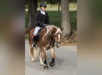 Haflinger, Merrie, 6 Jaar, 147 cm, Vos