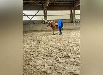 Haflinger, Merrie, 6 Jaar, 148 cm