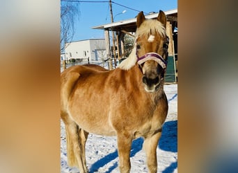 Haflinger, Merrie, 6 Jaar, 148 cm