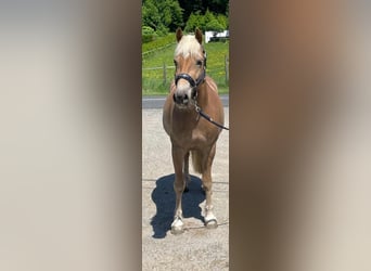 Haflinger, Merrie, 6 Jaar, 148 cm