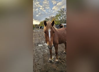 Haflinger Mix, Merrie, 6 Jaar, 148 cm, Vos