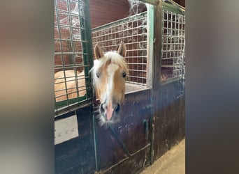 Haflinger, Stute, 6 Jahre, 149 cm, Palomino