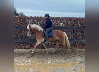 Haflinger, Merrie, 6 Jaar, 150 cm