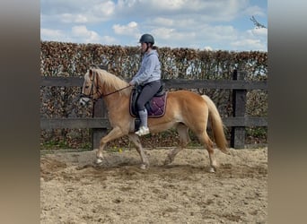 Haflinger, Merrie, 6 Jaar, 150 cm