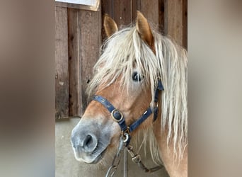Haflinger, Merrie, 6 Jaar, 150 cm, Vos