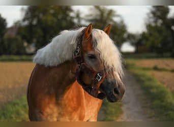 Haflinger, Merrie, 6 Jaar, 152 cm, Vos