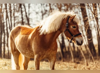Haflinger, Merrie, 6 Jaar, 152 cm, Vos