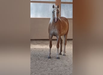 Haflinger, Merrie, 6 Jaar, 152 cm, Vos