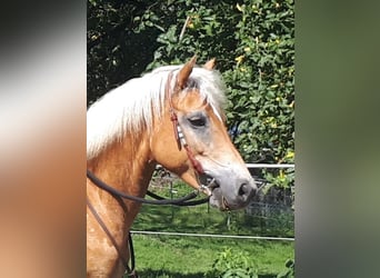 Haflinger, Merrie, 6 Jaar, 152 cm, Vos