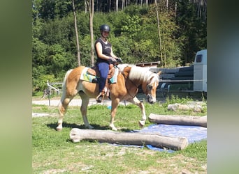 Haflinger, Merrie, 6 Jaar, 152 cm, Vos