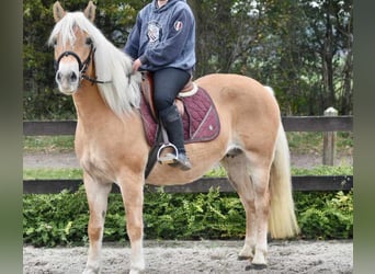 Haflinger, Merrie, 6 Jaar, 153 cm, Vos