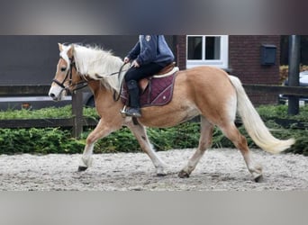 Haflinger, Merrie, 6 Jaar, 153 cm, Vos