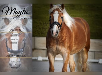 Haflinger, Merrie, 6 Jaar, 155 cm, Vos