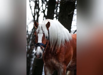 Haflinger, Merrie, 6 Jaar, 155 cm, Vos