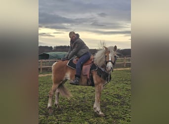 Haflinger, Merrie, 6 Jaar, 155 cm, Vos