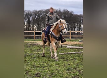 Haflinger, Merrie, 6 Jaar, 155 cm, Vos