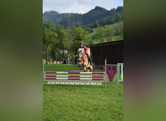 Haflinger, Merrie, 6 Jaar, 156 cm, Vos