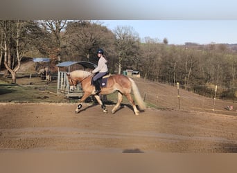 Haflinger, Merrie, 6 Jaar, 157 cm, Roodvos