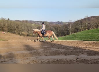 Haflinger, Merrie, 6 Jaar, 157 cm, Roodvos