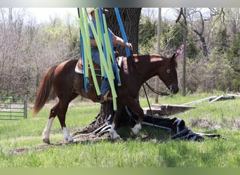 Haflinger Mix, Merrie, 6 Jaar, Roodvos