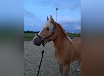 Haflinger, Merrie, 7 Jaar, 147 cm, Palomino