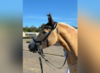 Haflinger, Merrie, 7 Jaar, 148 cm
