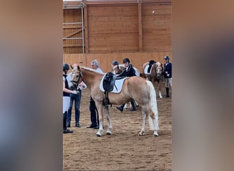 Haflinger, Merrie, 7 Jaar, 149 cm, Lichtbruin