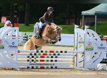Haflinger, Merrie, 7 Jaar, 149 cm, Vos