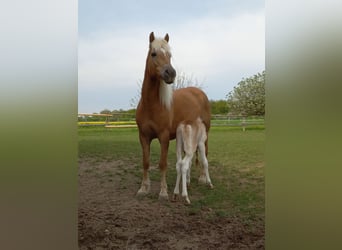 Haflinger, Merrie, 7 Jaar, 150 cm