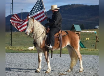 Haflinger, Merrie, 7 Jaar, 150 cm, Palomino