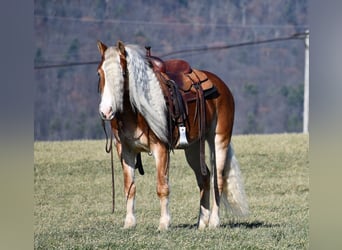 Haflinger, Merrie, 7 Jaar, 150 cm, Palomino