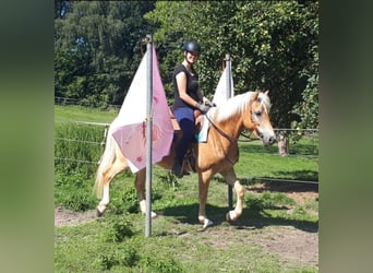 Haflinger, Merrie, 7 Jaar, 152 cm, Vos