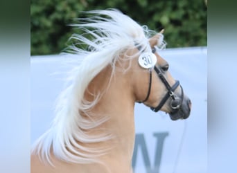 Haflinger, Merrie, 7 Jaar, 153 cm, Vos