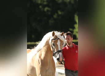 Haflinger, Merrie, 7 Jaar, 153 cm, Vos