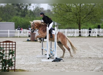 Haflinger, Merrie, 7 Jaar, 155 cm, Vos