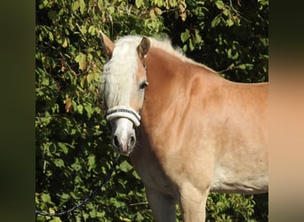 Haflinger, Merrie, 7 Jaar, 155 cm, Vos