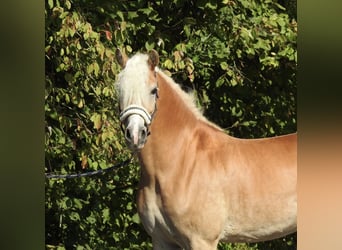 Haflinger, Merrie, 7 Jaar, 155 cm, Vos
