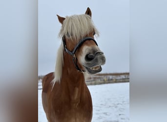 Haflinger, Merrie, 7 Jaar, 156 cm