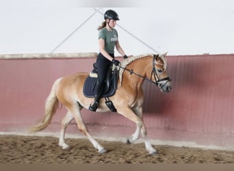 Haflinger, Merrie, 7 Jaar, 156 cm, Vos